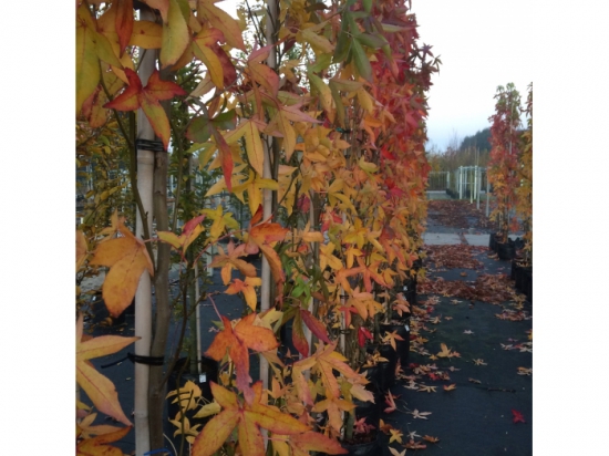 SäulenAmberbaum SäulenAmberbaum