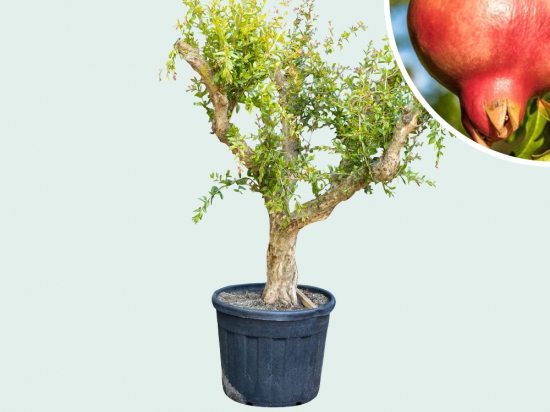 Granatapfelbaum Granatapfelbaum