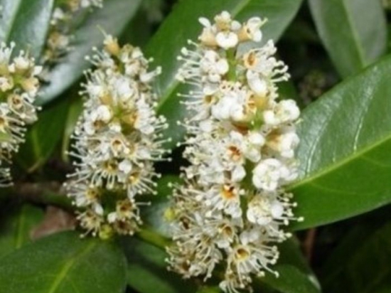 Kirschlorbeer als Spalier Kirschlorbeer als Spalier