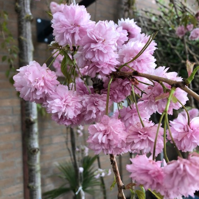 Japanische Hänge-Blütenkirsche