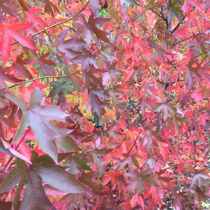 Amberbaum als Spalier Amberbaum als Spalier