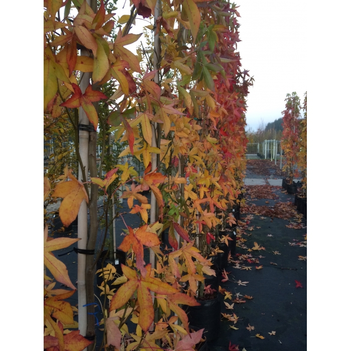 SäulenAmberbaum SäulenAmberbaum