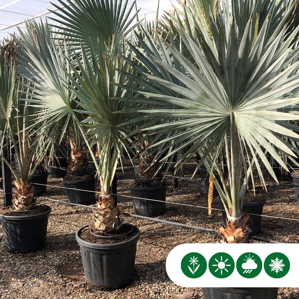 BismarckPalme BismarckPalme