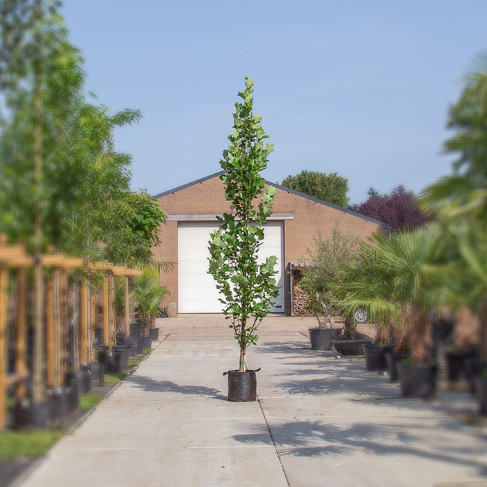 SäulenTulpenbaum SäulenTulpenbaum