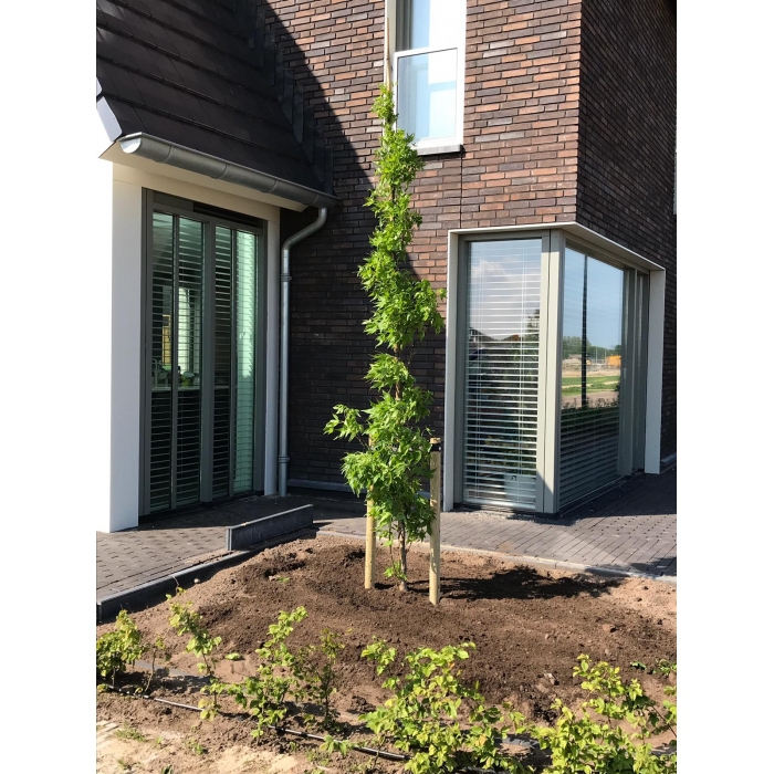 SäulenAmberbaum SäulenAmberbaum