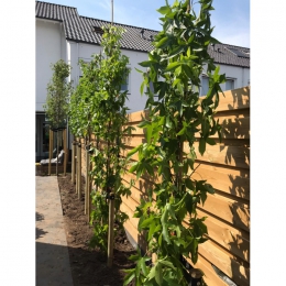 SäulenAmberbaum SäulenAmberbaum