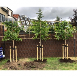 Amberbaum als Spalier Amberbaum als Spalier
