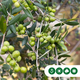 Kugel-Olivenbaum