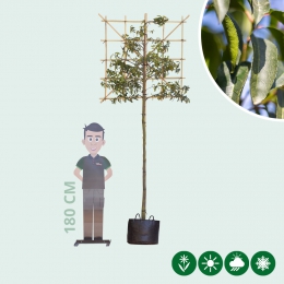 Portugiesischer Lorbeer als Spalierbaum