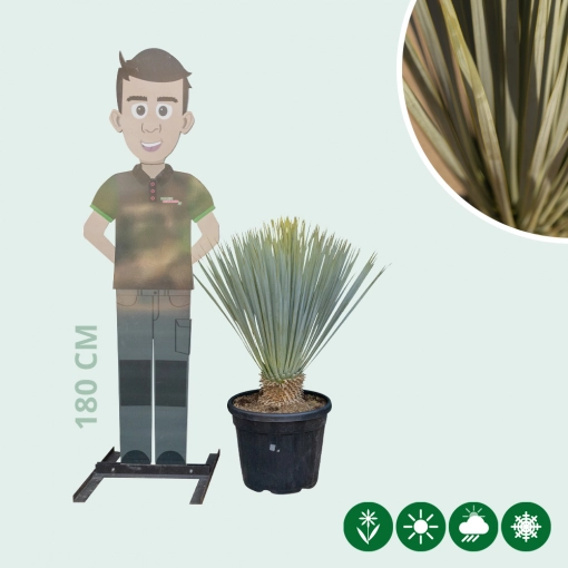 Palmlilie Yucca
