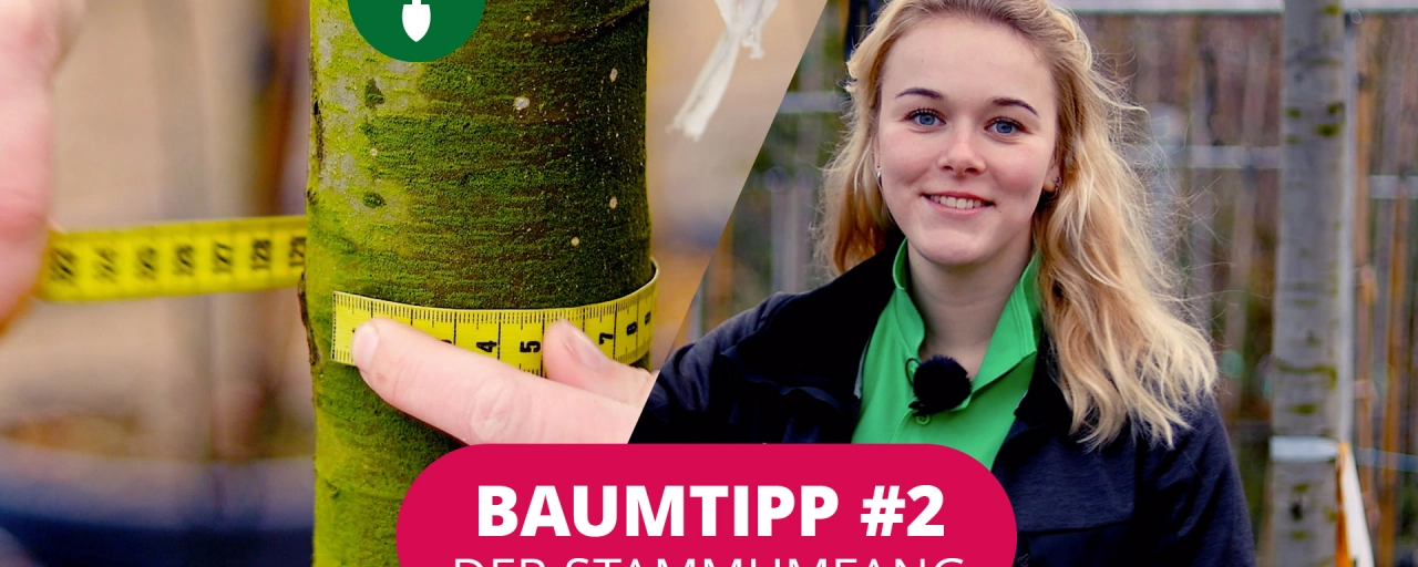 Baumtipp #2 Der Stammumfang