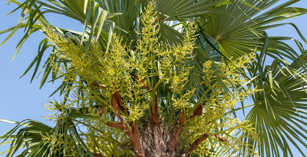 Bäume mit gelben Blumen