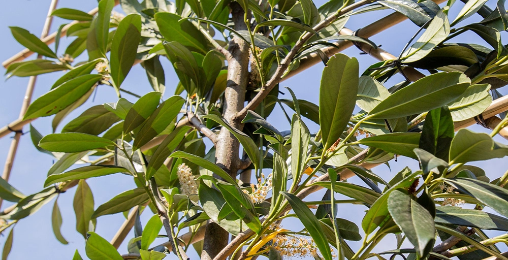 Was ist ein Spalierbaum?