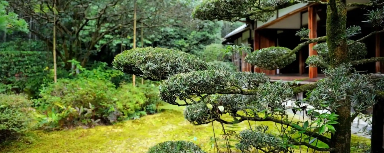 Bäume für einen Japanischen Garten