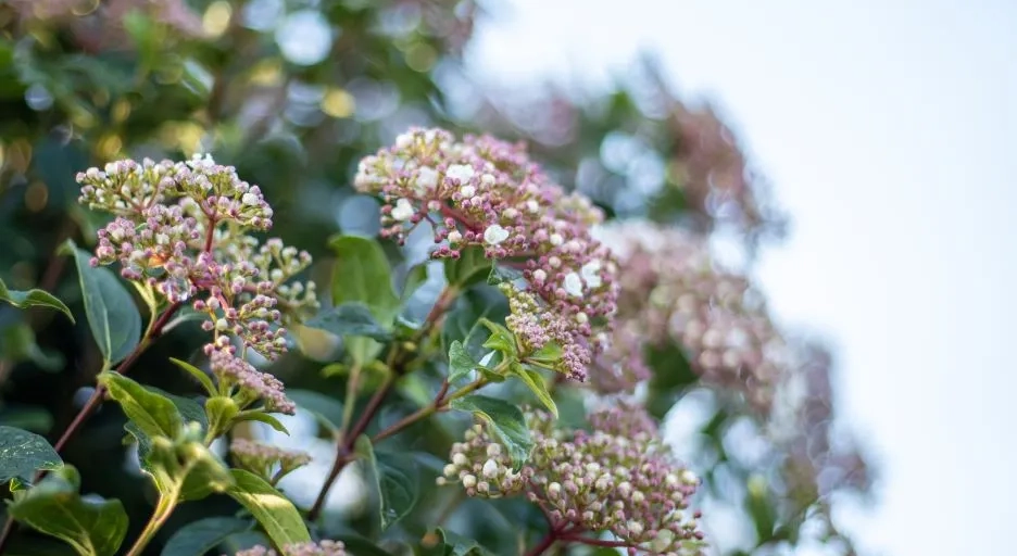 Geeignete Bäume für einen kleinen Garten