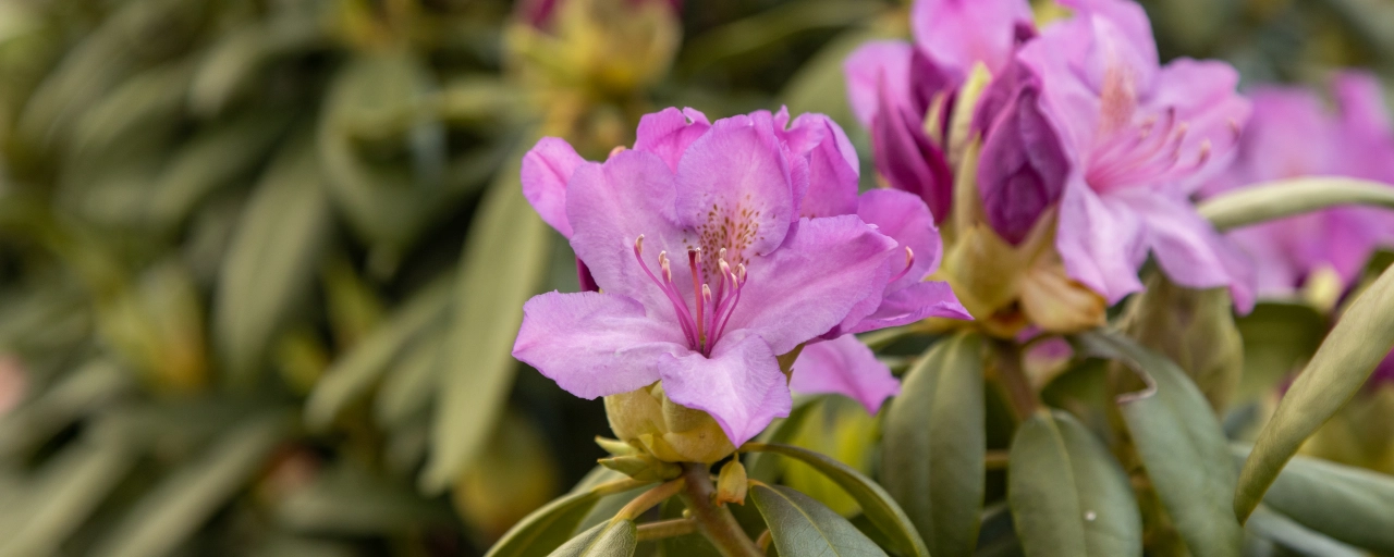 Einen Rhododendron pflanzen: Darauf sollten Sie achten