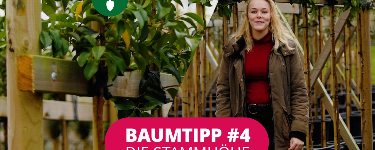 Baumtipp #4 Stammhöhe