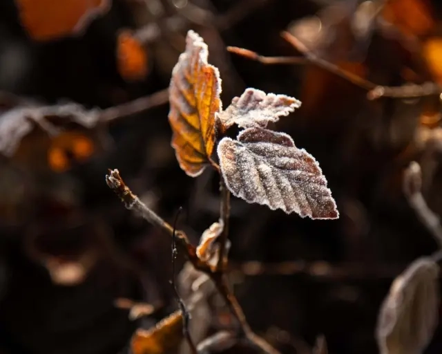 Der Winter steht vor der Tür: Was bedeutet das für die Bäume in Ihrem Garten?