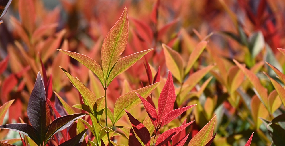 Warum Sie im Herbst pflanzen sollten