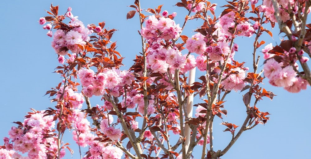 Welche Bäume blühen im April