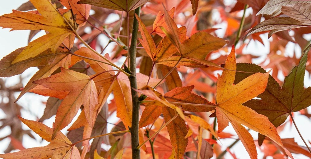 Bäume mit den schönsten Herbstfarben