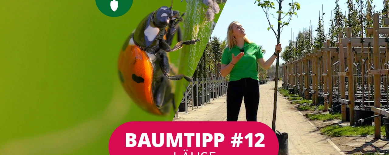 Baumtipp #12 Läuse