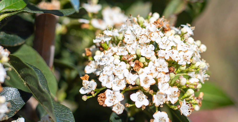 Bäume mit weißen Blüten