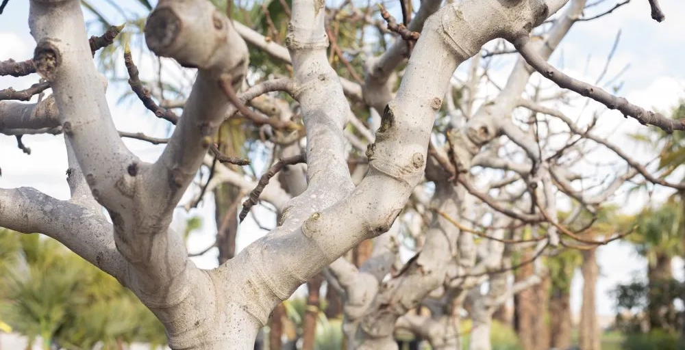 Welcher Baum hat eine weiße Rinde?