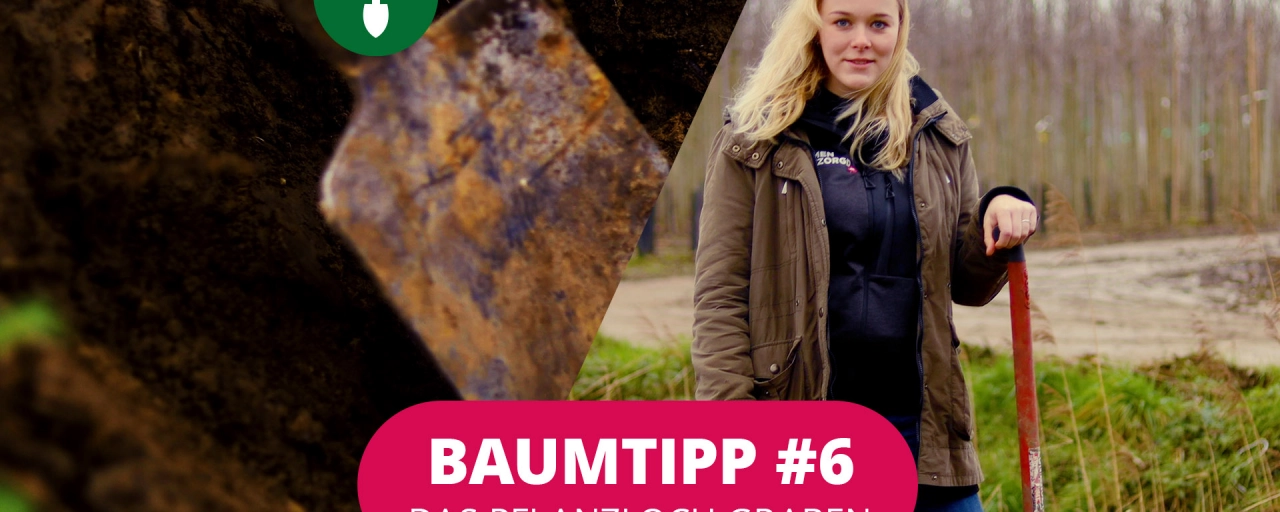 Baumtipp #6 Pflanzloch graben