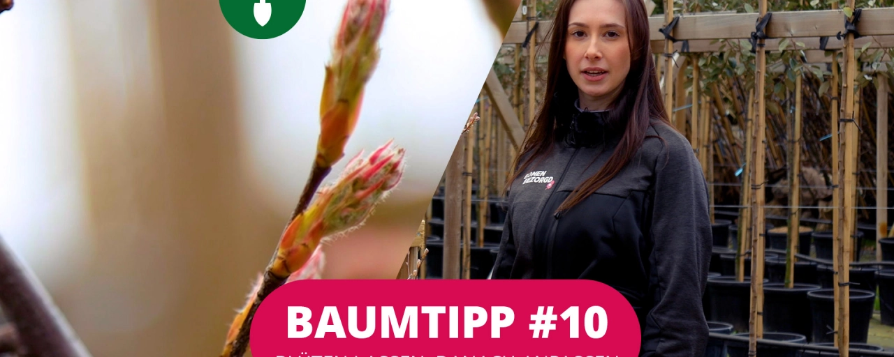 Baumtipp #10 Blüten lassen, danach anpassen