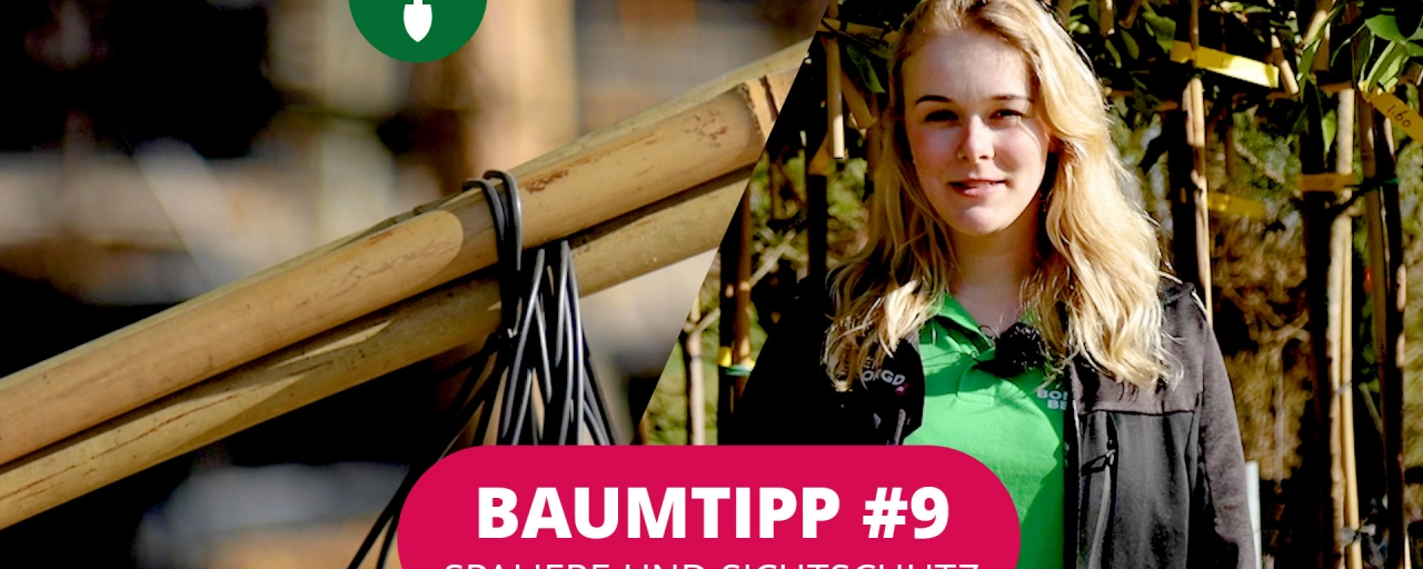 Baumtipp #9 Spaliere und Sichtschutz