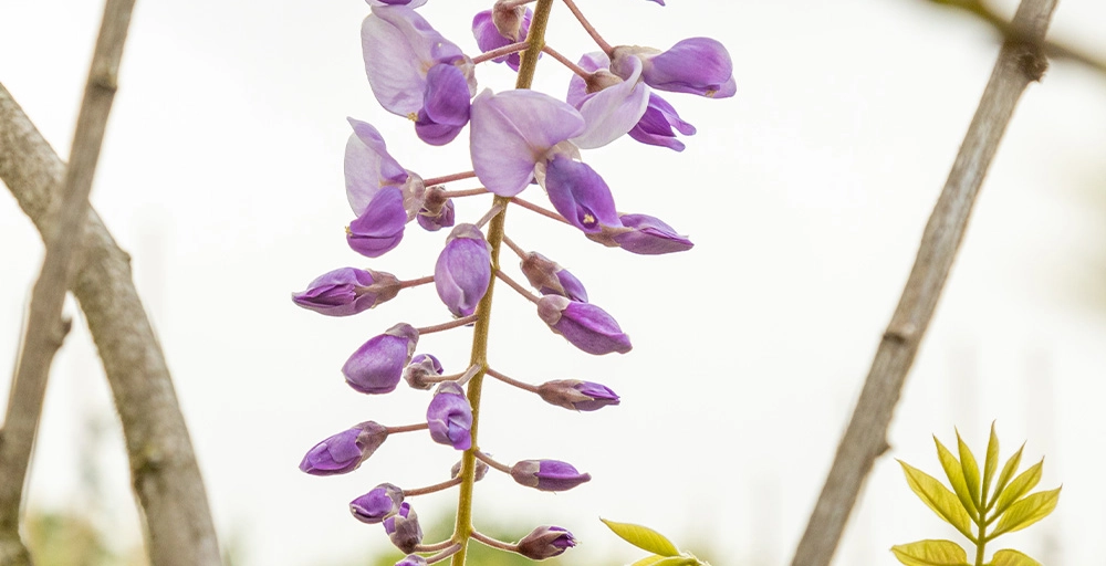 Bäume mit lila Blüten