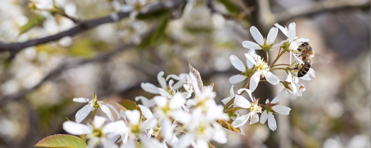 Was sind die Vor- und Nachteile einer Felsenbirne (Amelanchier)?