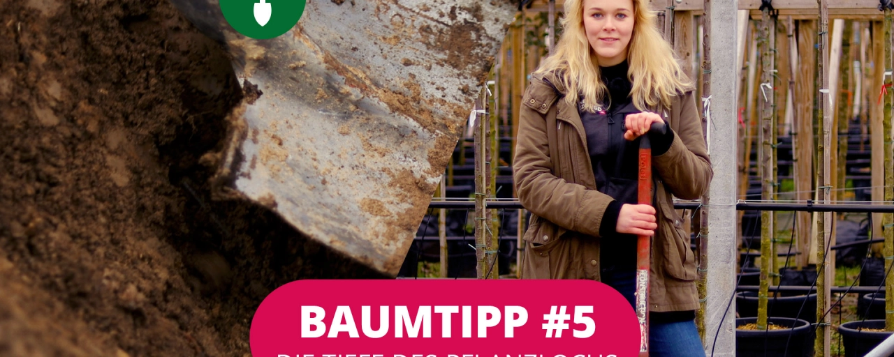 Baumtipp #5 Die Tiefe eines Pflanzlochs