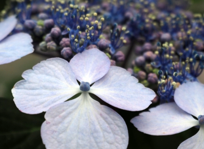 Die besten winterharten Gartenpflanzen