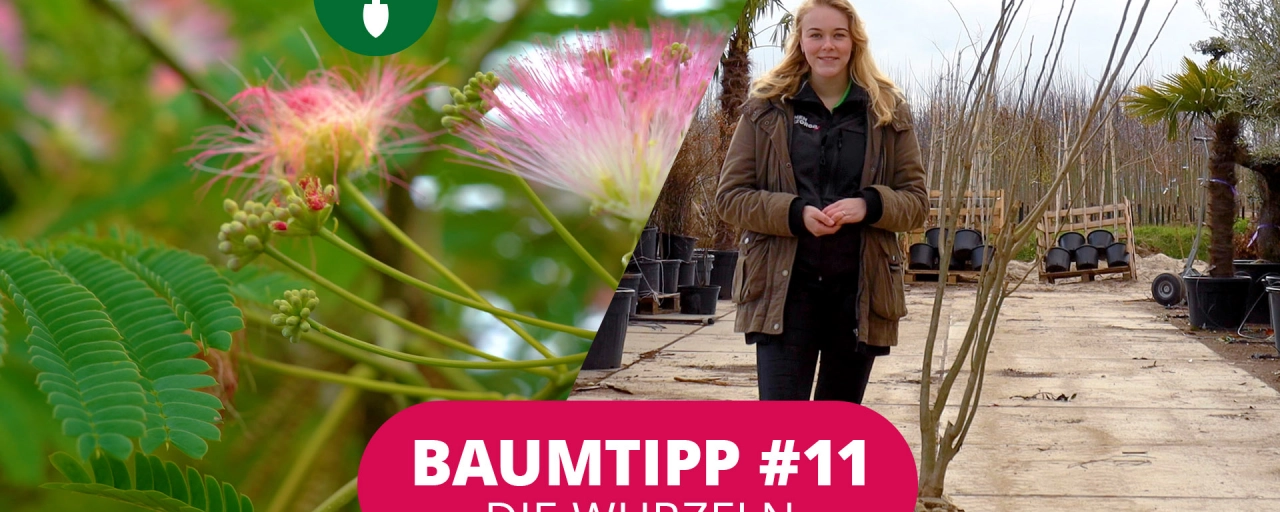 Baumtipp #11 Die Wurzeln