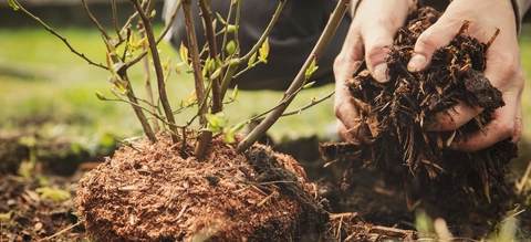 Wann ist der beste Zeitpunkt, um einen Baum zu pflanzen?