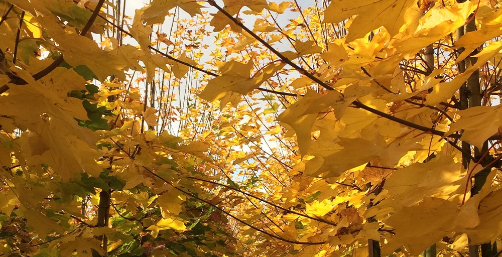 Wie Sie Ihren Garten für den Herbst vorbereiten