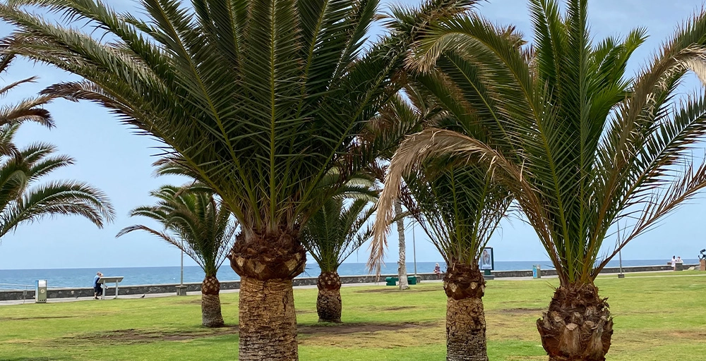 Tipps, die Ihrem mediterranen Baum über den Winter helfen!