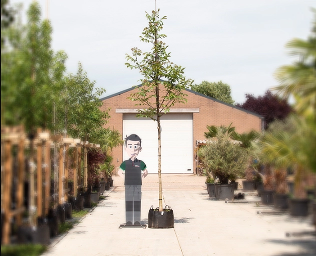 Der perfekte Walnussbaum für Ihren Garten!
