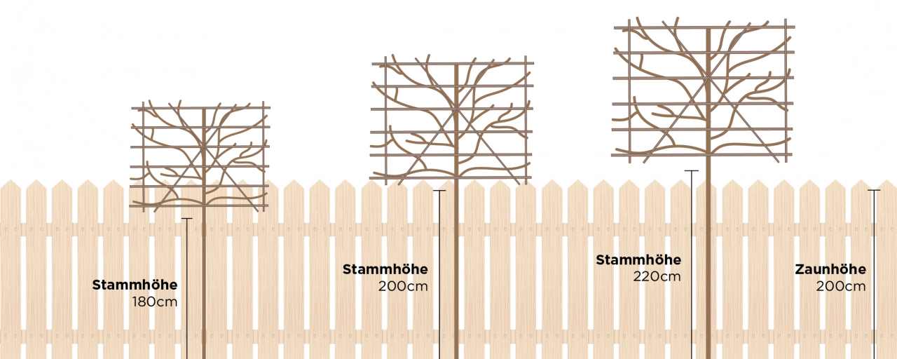 Pflanzung von Spalieren: Stammhöhe und Abstand