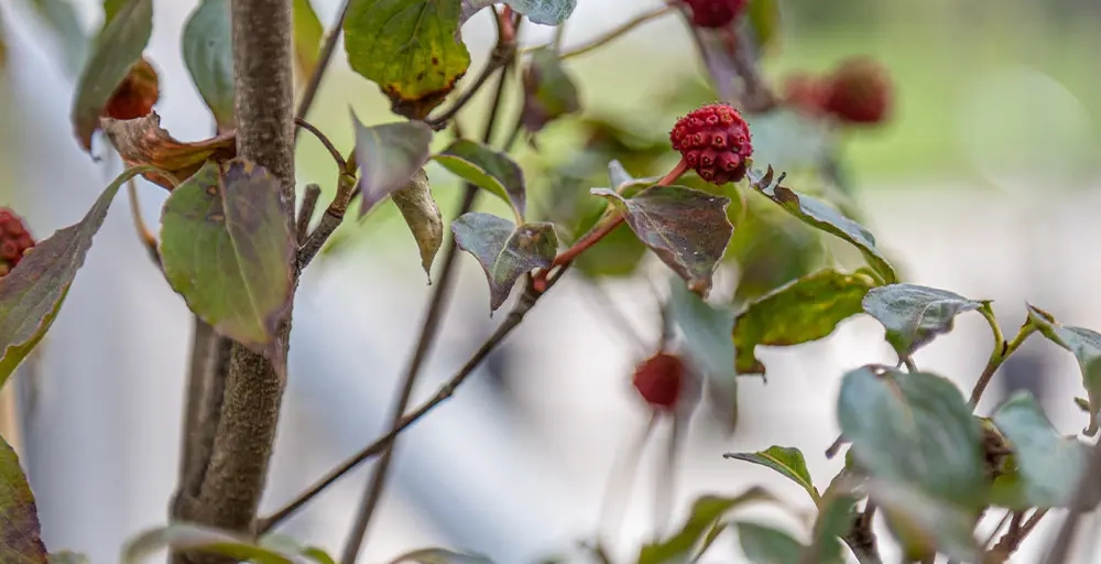 Bäume mit den schönsten Herbstfarben