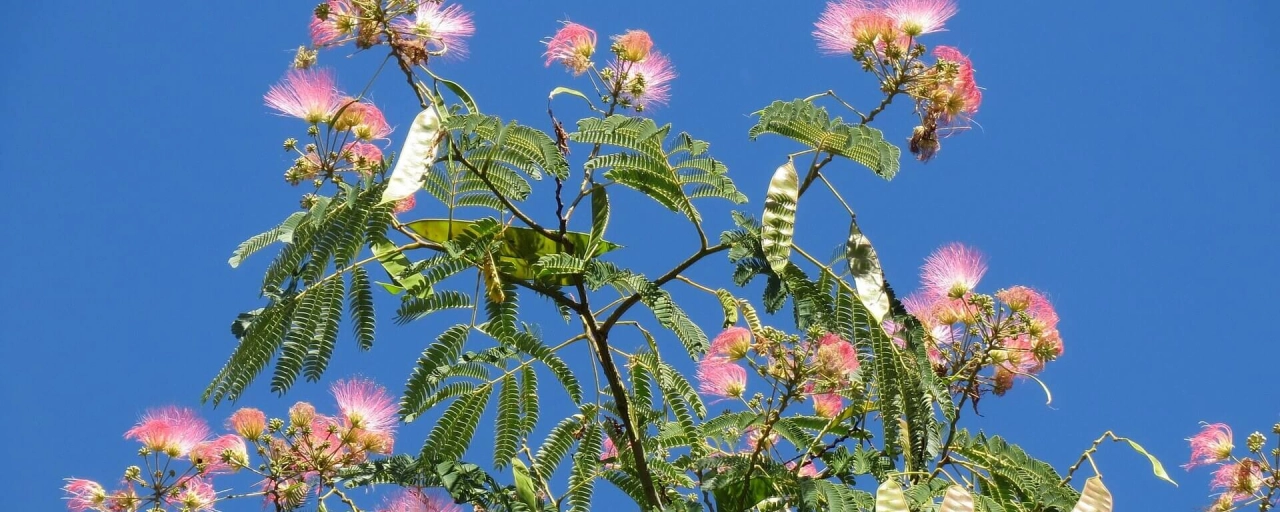 Wie verschönern Sie Ihre Terrasse mit dem richtigen Baum?