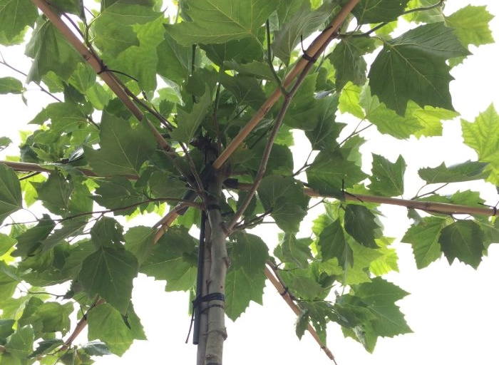 Geeignete Bäume für einen kleinen Garten