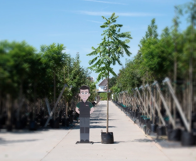 Der perfekte Walnussbaum für Ihren Garten!