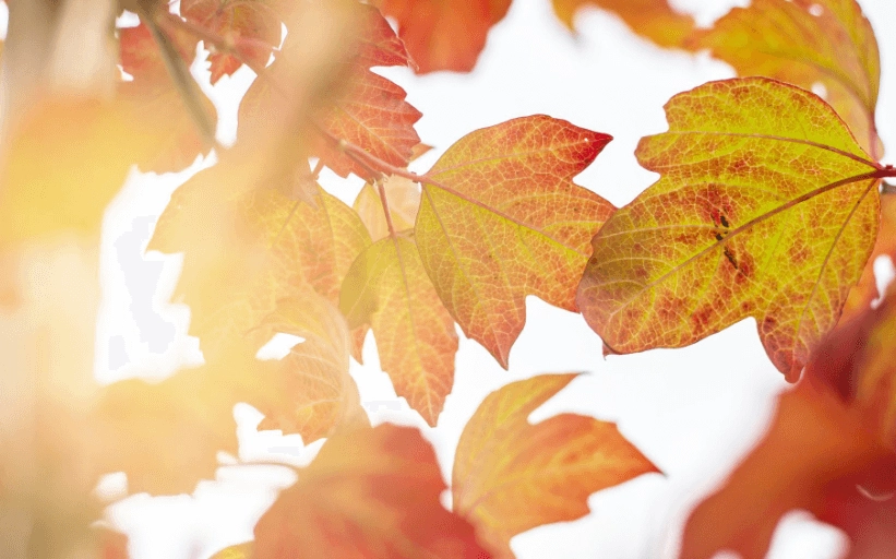 Bäume mit den schönsten Herbstfarben