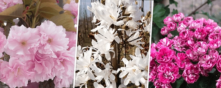 Gartenkalender April: Schneiden, Pflanzen und Vorbereiten