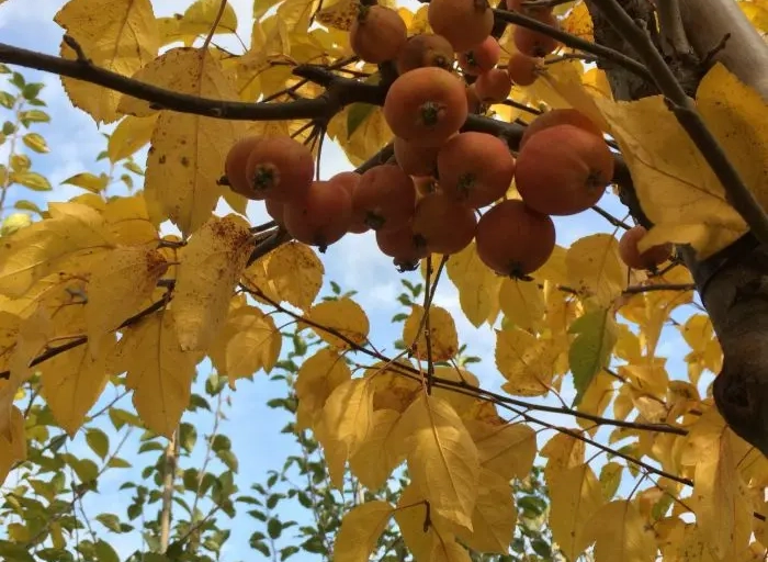 Bäume mit den schönsten Herbstfarben