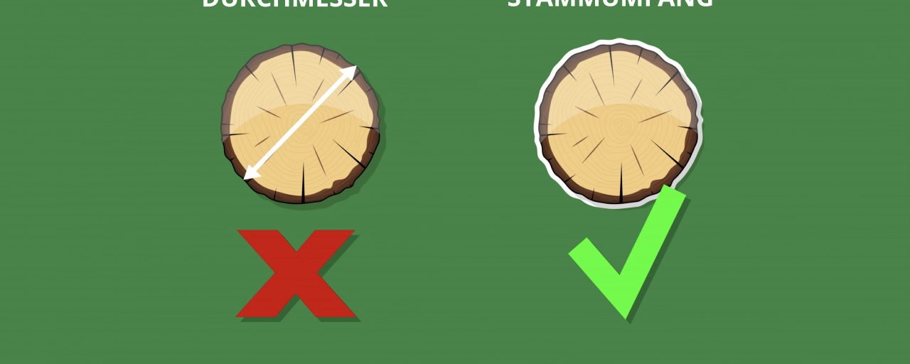Baumtipp #2 Der Stammumfang