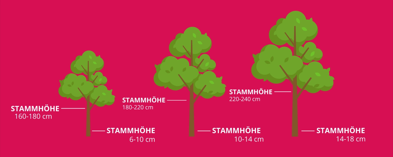 Baumtipp #4 Stammhöhe